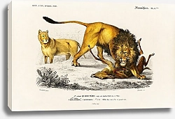 Постер Лев (Panthera Leo)