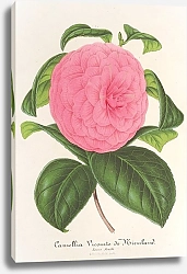 Постер Лемер Шарль Camellia Vicomte de Nieuland