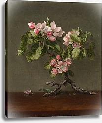 Постер Хид Мартин Джонсон Apple Blossoms