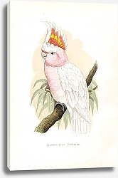 Постер Leadbeater's Cockatoo