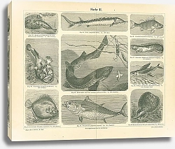 Постер Рыбы II 1