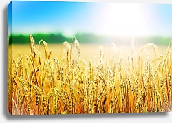 Постер Пшеничное поле