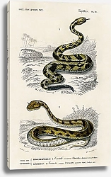 Постер Коралловая Змея (Elaps Corallinus) и Египетская Кобра (Naja Hoje)