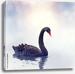 Постер красивый чёрный лебедь на воде