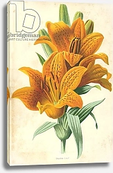 Постер Хулм Фредерик (бот) Orange Lily