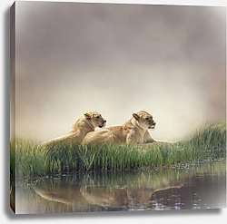 Постер Две львицы у воды