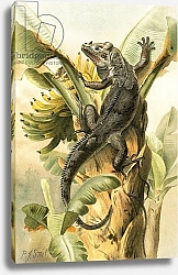 Постер Смит Джозеф (акв) The black Iguana