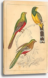 Постер Birds 7