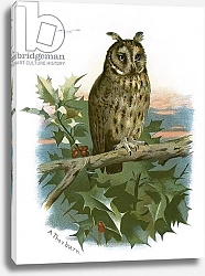 Постер Школа: Английская 20в. Long eared Owl