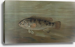 Постер Петри Джон The California Redfish or Fat-head, Pimelometopon pulcher.