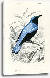 Постер Дронго с квадратным хвостом (Edoius caerulescens)