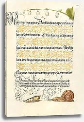 Постер Хофнагель Йорис Lily-of-the-Valley, Pupa, and Land Snail