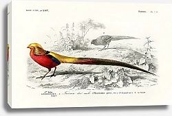 Постер Самец золотого фазана