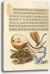 Постер Хофнагель Йорис Common Pear, Lake Demoiselle, Moor Frog, and Hyacinth