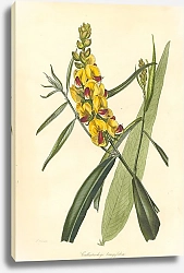 Постер Callistachys Longifolia