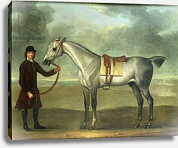 Постер Сеймур Джеймс Grey racehorse held by a groom
