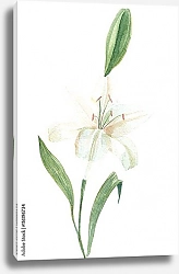 Постер Белая лилия с бутоном на белом фоне