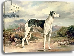 Постер Беар Джемс A Greyhound in a hilly landscape