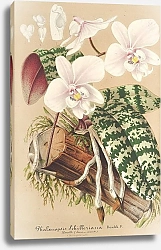 Постер Лемер Шарль Phalænopsis Schilleriana