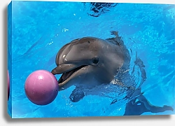 Постер Дельфин с мячиком