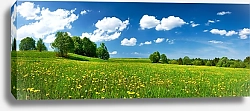 Постер Солнечное поле с одуванчиками