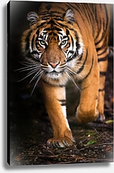Постер Тигр 10