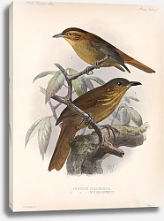 Постер Птицы J. G. Keulemans №48