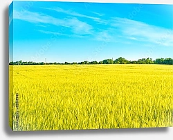 Постер Пшеничное поле и голубое небо