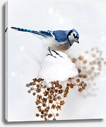 Постер Синяя зимняя птица на ветке