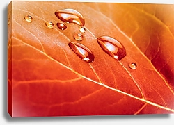 Постер Красный осенний лист с каплями воды
