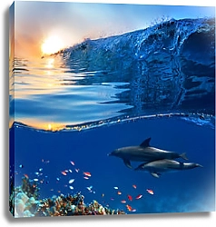 Постер Два дельфина у кораллового рифа