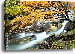 Постер Красочный осенний пейзаж в лесу с ручьем