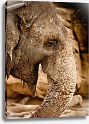 Постер Профиль слона