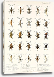 Постер Годман Фредерик Insecta Rhynchota Hemiptera-Heteroptera Pl 26