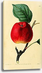 Постер Красное астраханское яблоко
