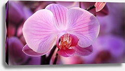 Постер Розовая орхидея 1