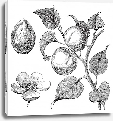 Постер Apricot flower, tree and kernel old engraved illustration