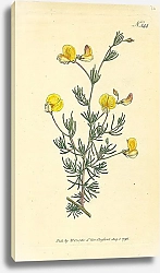 Постер Curtis Ботаника №22 1