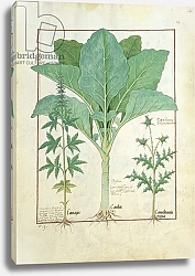 Постер Тестард Робинет (бот) Ms Fr. Fv VI #1 fol.145r Cannabis, Brassica and Thistle, c.1470