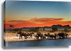 Постер  Стадо слонов в африканской саванне