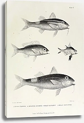 Постер Apogon nigripes, Seolopsis nototaenia, Mullus dispilurus, Mullus pleurotaenia