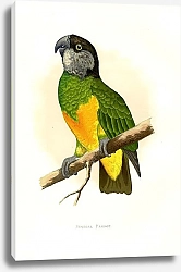 Постер Senegal Parrot