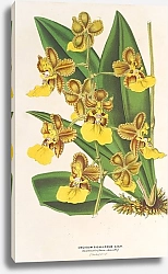 Постер Лемер Шарль Oncidium bicallosum