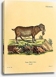 Постер Домашняя коза Capra Hircus Linn Depressa