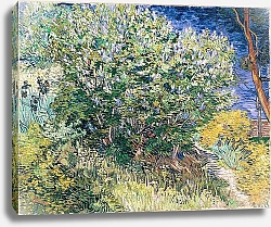 Постер Ван Гог Винсент (Vincent Van Gogh) Цветущая сирень, 1889