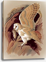 Постер The Barn Owl
