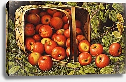 Постер Прентис Леви Basket of Apples,