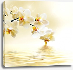 Постер Белая с желтым орхидея