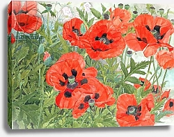 Постер Бентон Линда (совр) Poppies
