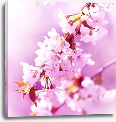 Постер Цветущие весенние ветви в розовом свете